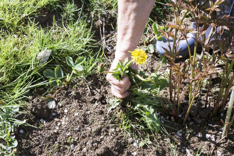 Garden Deweeding in Aiken, SC