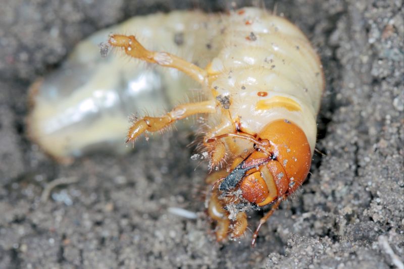 Grub Control in Honolulu, HI