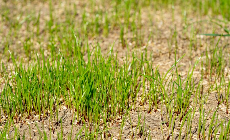 New Construction Lawn Seeding in Honolulu, HI