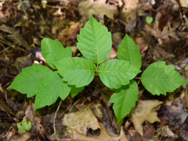 Poison Ivy Removal in West Chester, PA