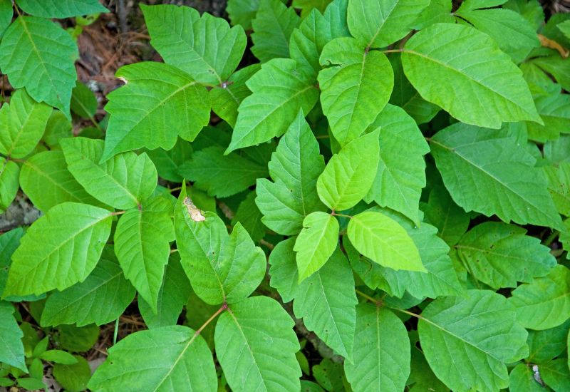 Poison Ivy Removal in Delaware County, PA