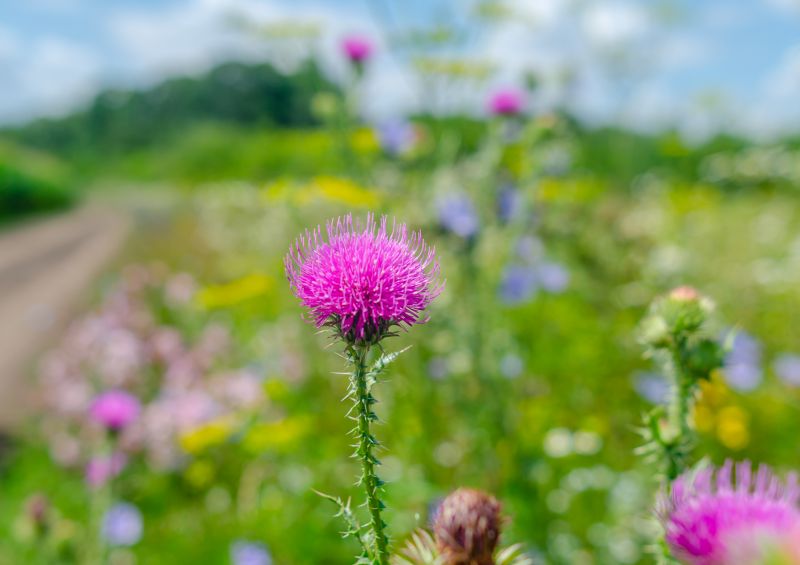 Thistle Control in Aiken, SC