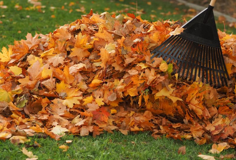 Autumn Leaf Removal in Honolulu, HI