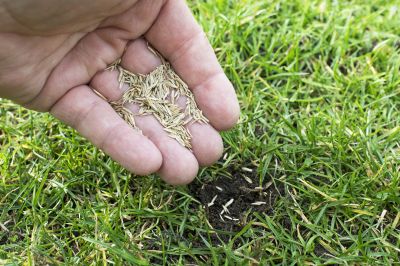 Bermuda Grass Seeding in Ventura County, CA