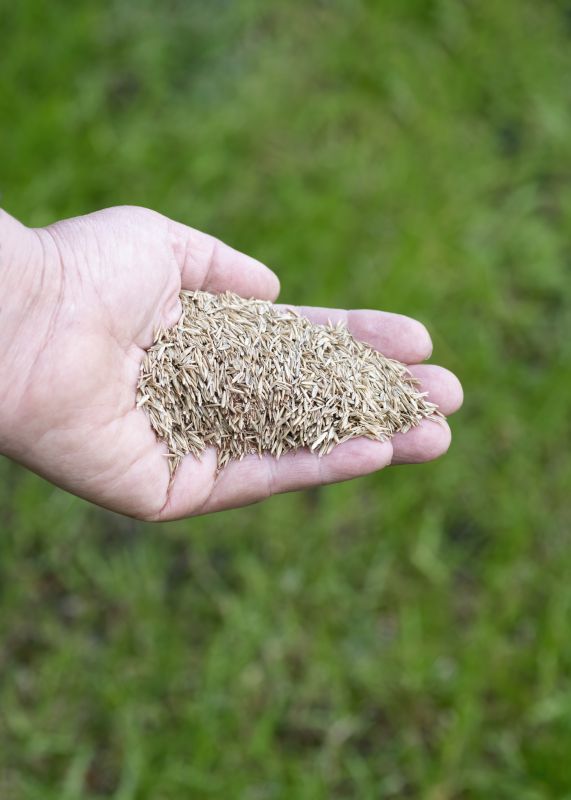 Bermuda Grass Seeding in Honolulu, HI