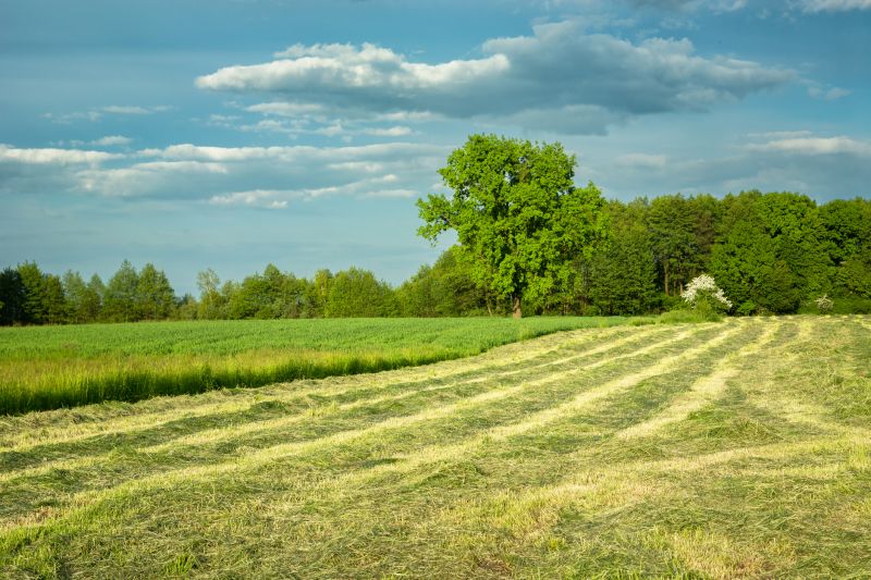 Brush Mowing Service in Waldorf, MD