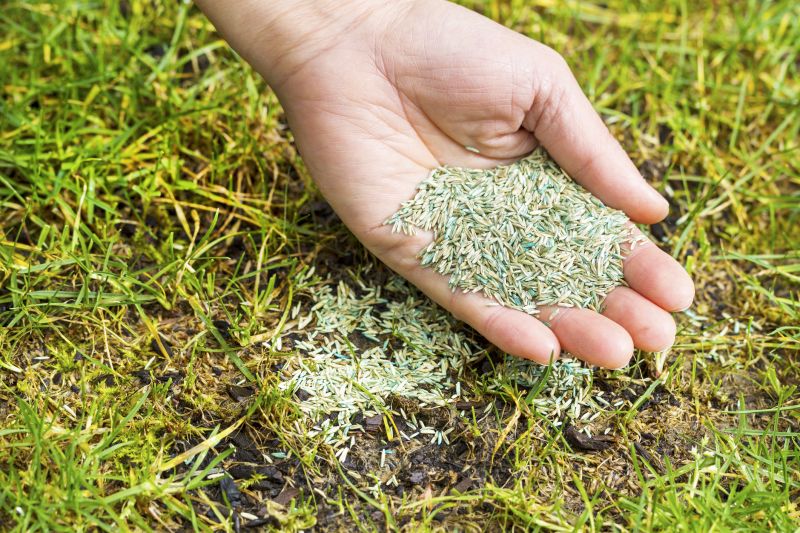 Commercial Lawn Seeding in Honolulu, HI
