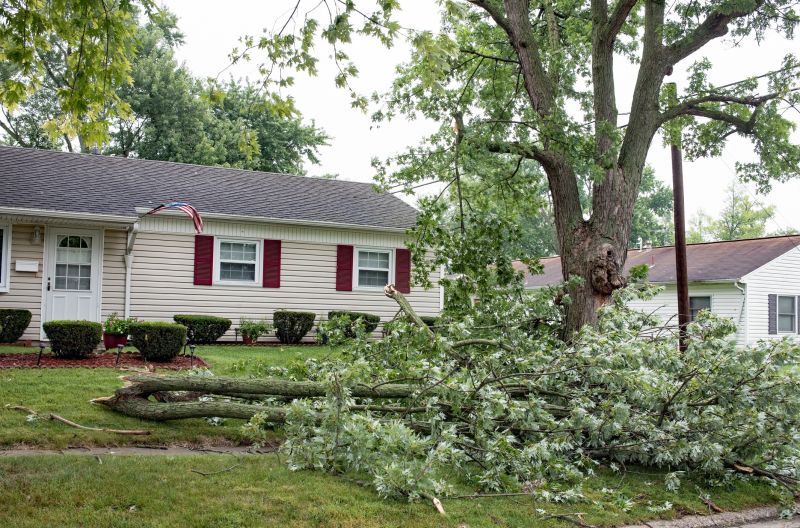 Fallen Branch Removal in Honolulu, HI
