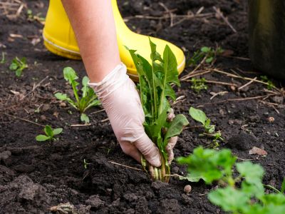 Garden Deweeding in Rockwall, TX