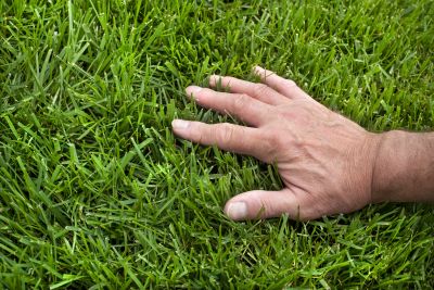 Grass Treatment in Honolulu, HI