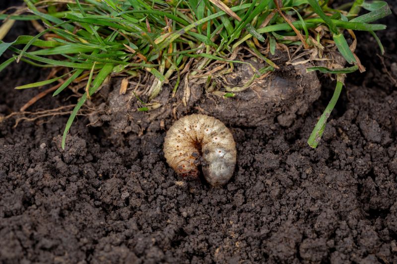 Grub Control in Honolulu, HI
