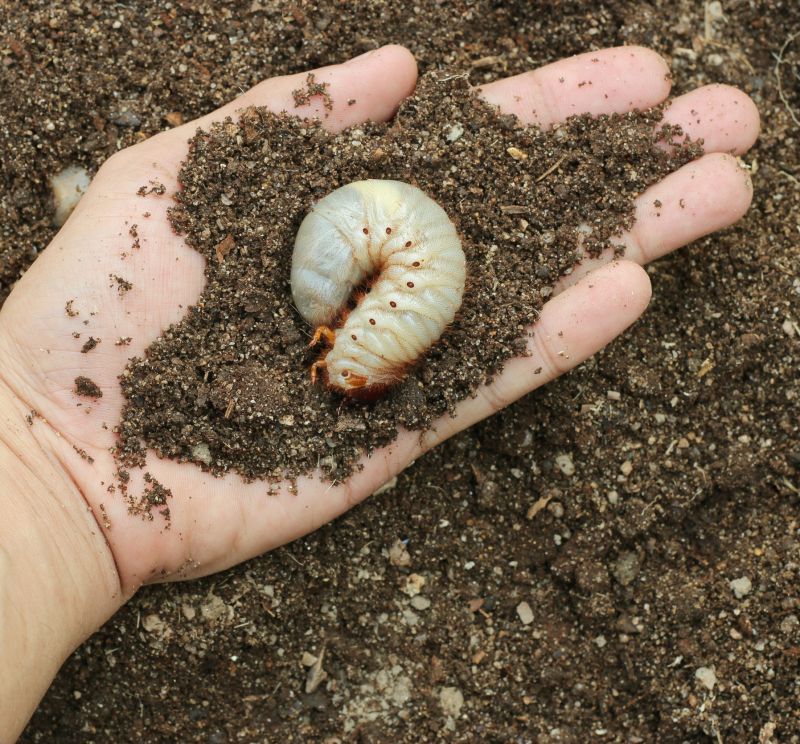 Grub Control in Honolulu, HI