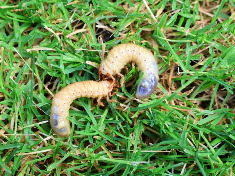 Grub Control in Ventura County, CA