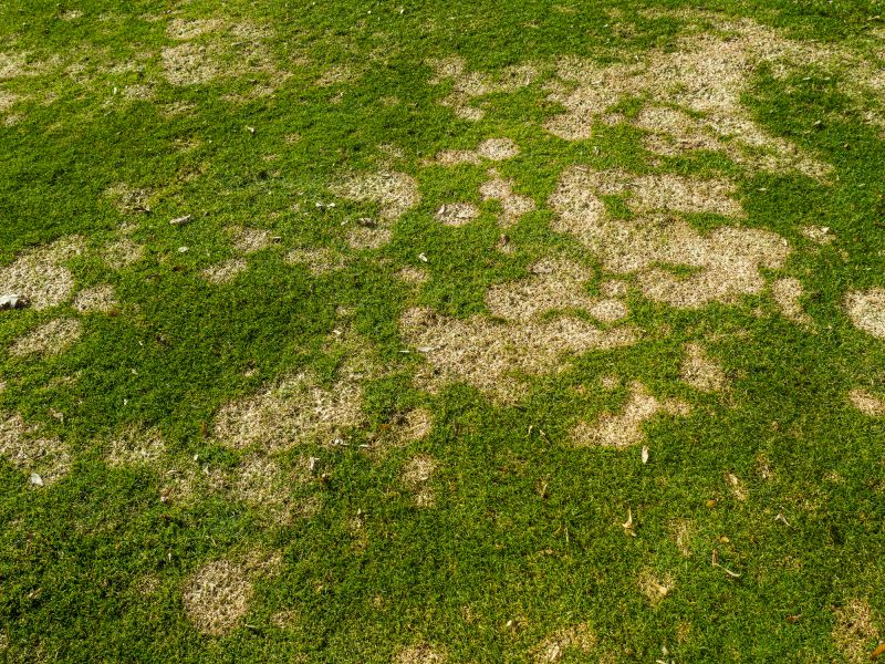 Lawn Fungus Treatment in Honolulu, HI