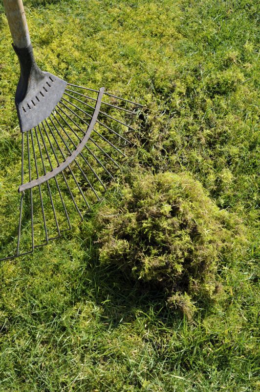 Lawn Moss Control in Ventura County, CA