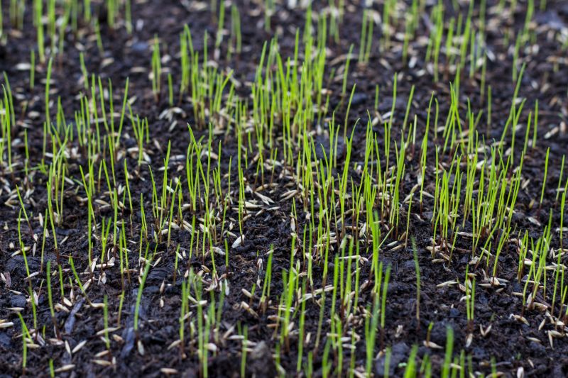 Lawn Reseeding Service in Ventura County, CA
