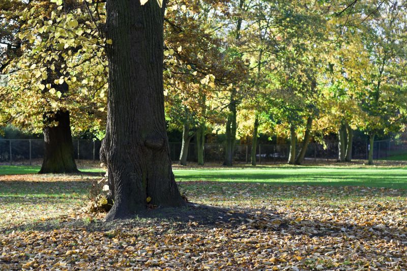 Leaf Removal in Ventura County, CA
