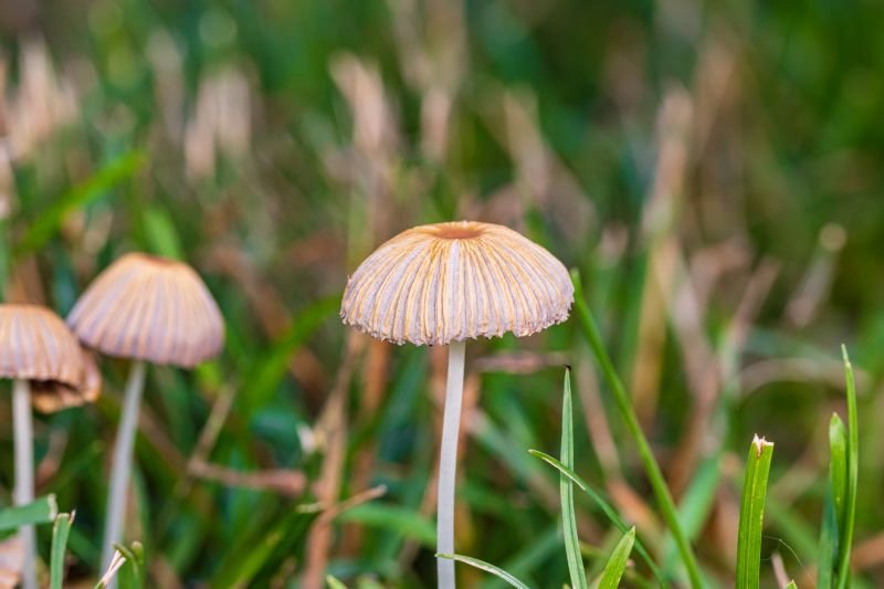 Mushroom Removal Service in Honolulu, HI