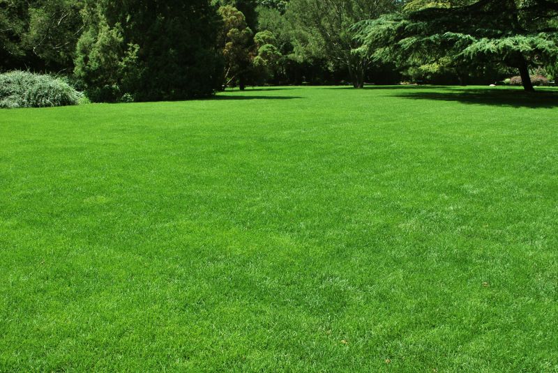New Construction Lawn Seeding in Ventura County, CA
