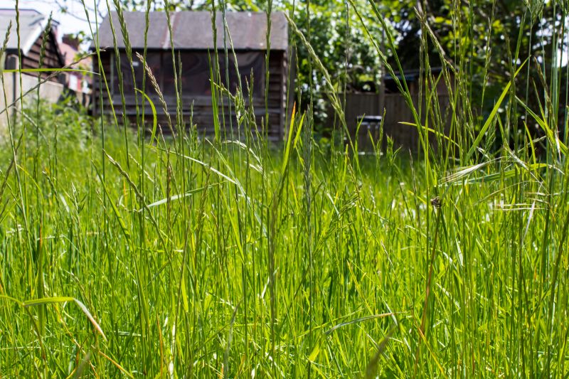 Overgrown Lawn Trimming in Bowie, MD