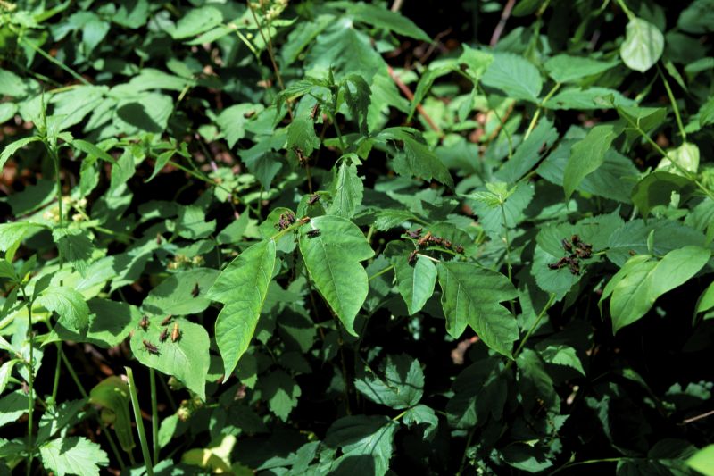 Poison Ivy Removal in Ventura County, CA