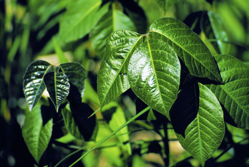 Poison Ivy Removal in Ventura County, CA