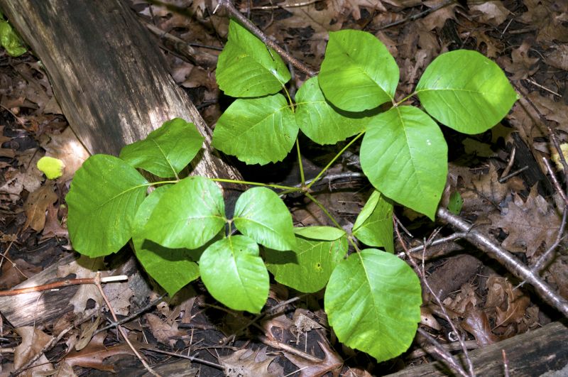 Poison Ivy Removal in Bel Air, MD