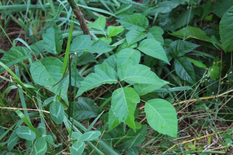 Poison Ivy Removal in Bucks County, PA