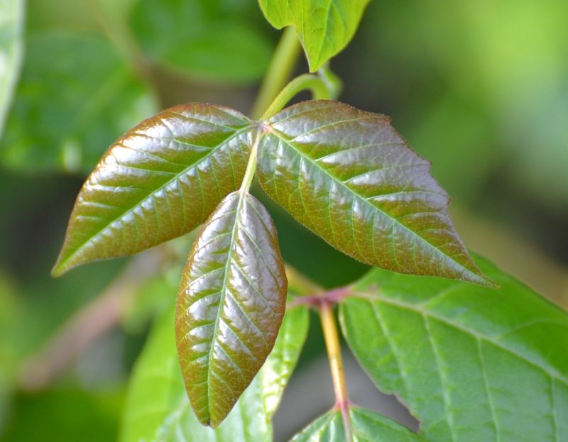 Poison Ivy Removal in Newark, DE