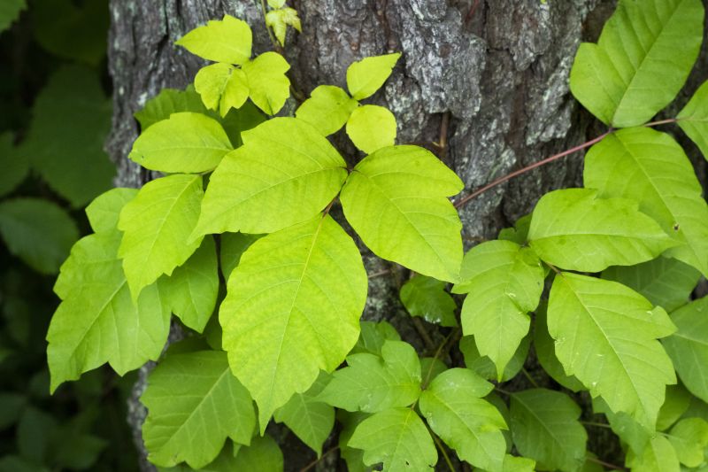 Poison Oak Removal in Montgomery County, PA