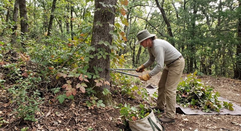 Poison Oak Removal in West Chester, PA