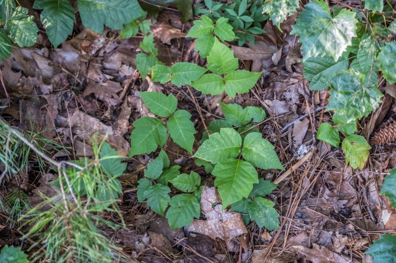 Poison Oak Removal in Bel Air, MD