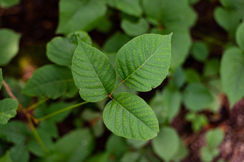 Poison Oak Removal in Honolulu, HI