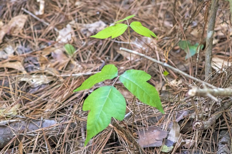 Poison Oak Removal in Pottstown, PA