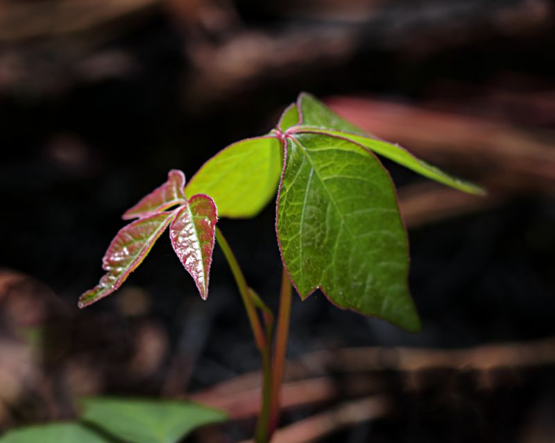 Poison Oak Removal in Pottstown, PA