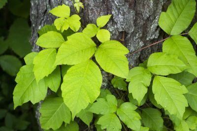 Poison Oak Removal in Newark, DE