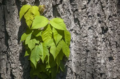 Poison Oak Removal in Lancaster, PA