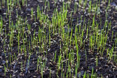 Reseeding Service in Ventura County, CA