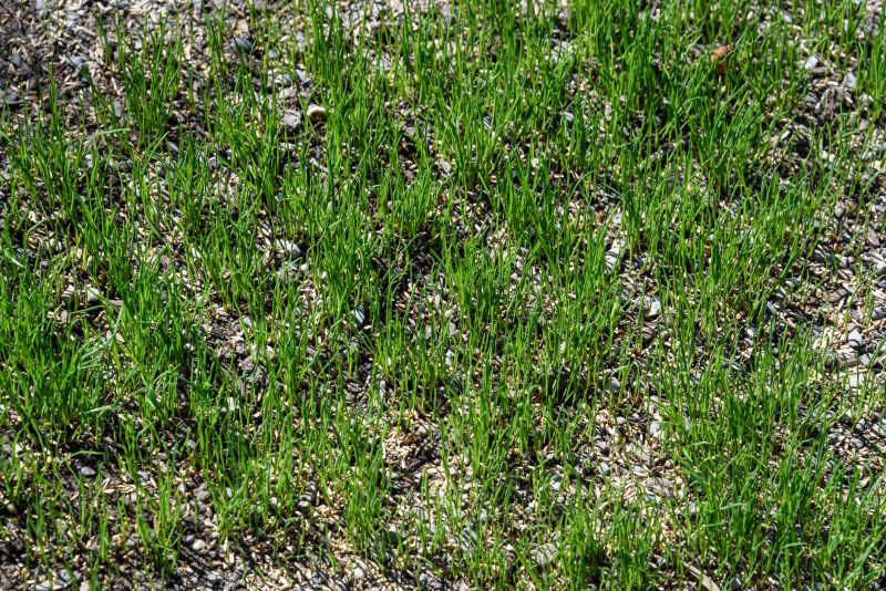Residential Grass Seeding in Ventura County, CA