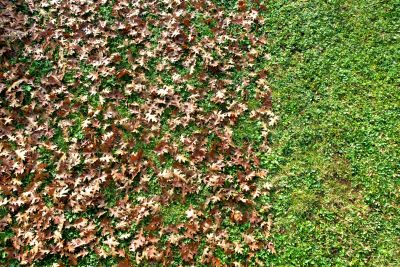 Seasonal Lawn Maintenance in Ventura County, CA