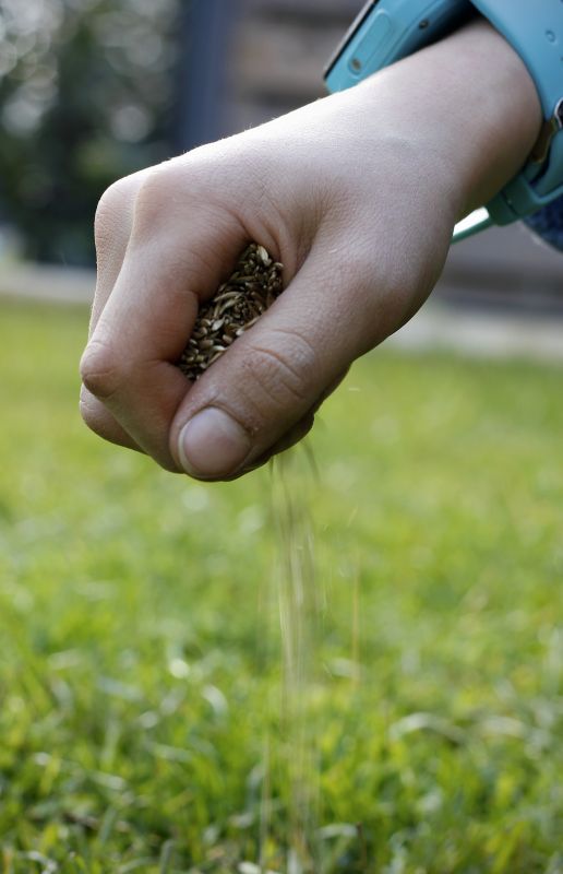 Spring Grass Seeding in Honolulu, HI