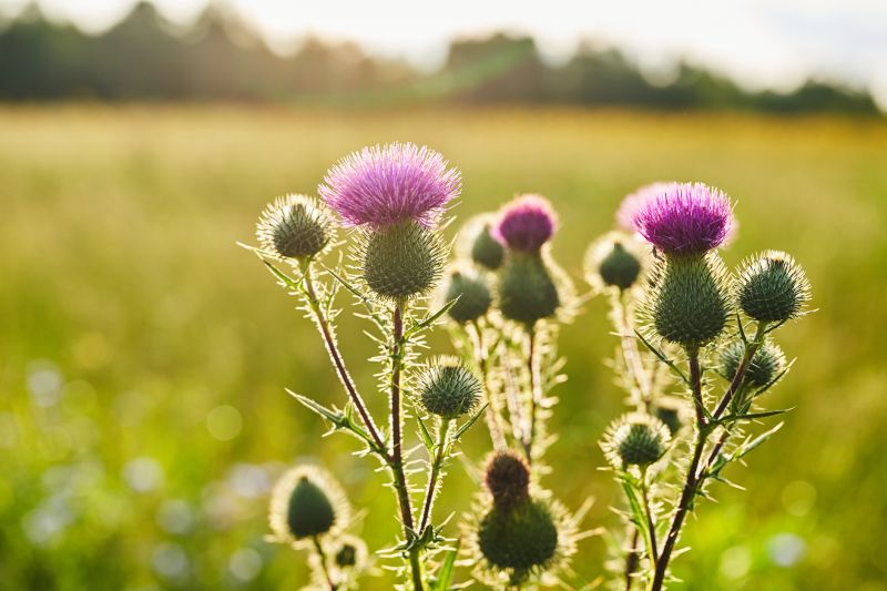 Thistle Treatment in Aiken, SC
