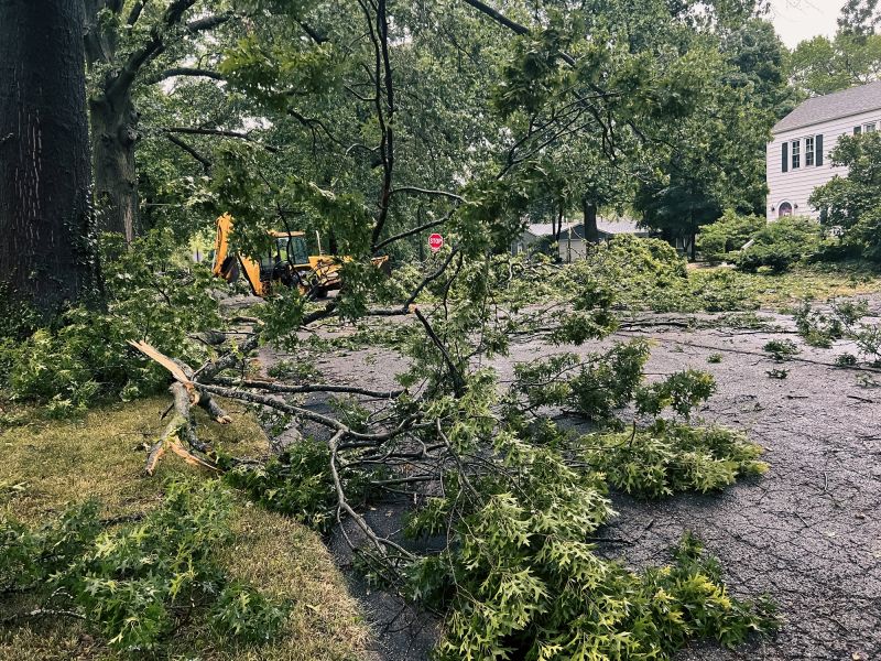 Tree Branch Disposal in Honolulu, HI
