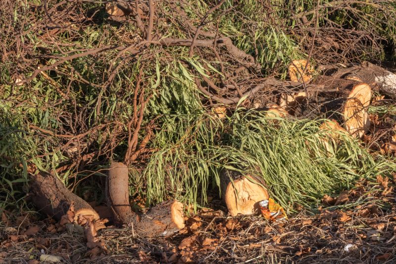Tree Branch Disposal in Honolulu, HI