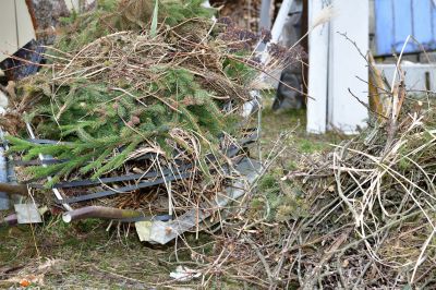 Tree Branches Removal in Honolulu, HI