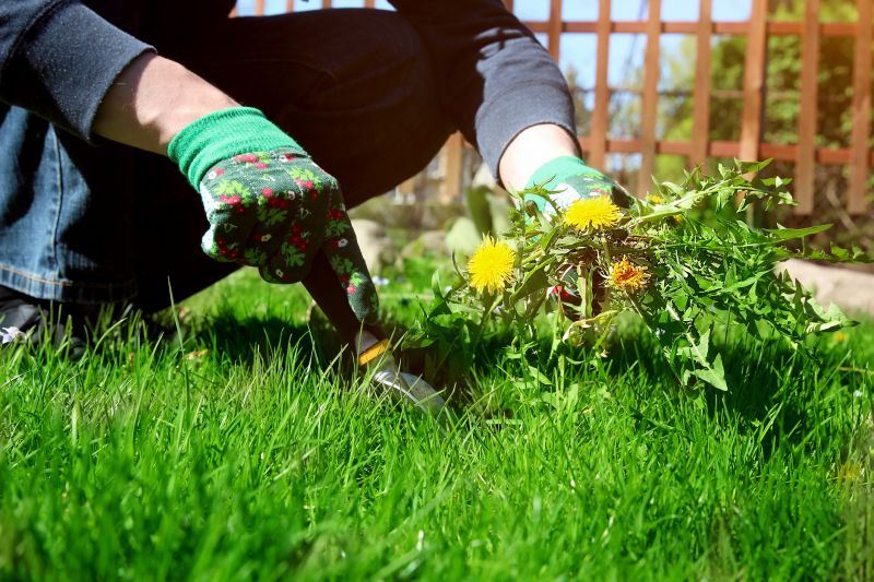 Weeding Service in Rockwall, TX
