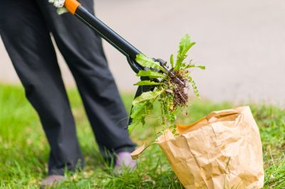 Weeding Service in Aiken, SC