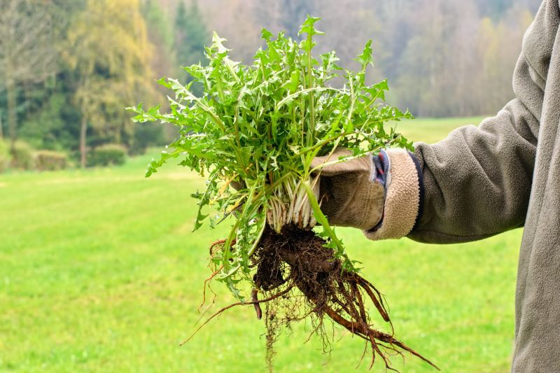 Weeding Service in Ventura County, CA